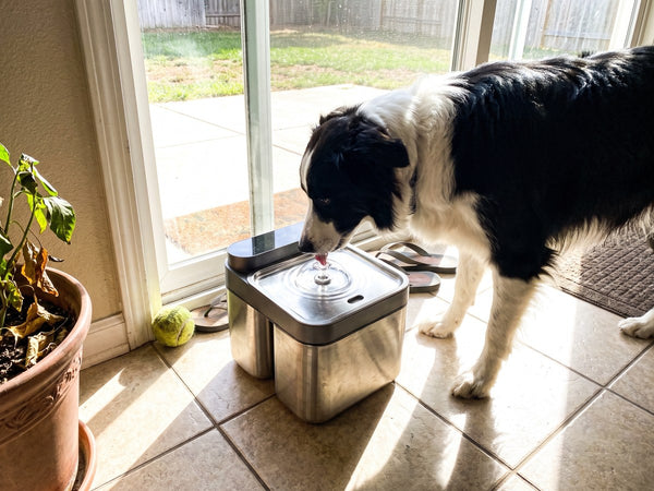 Customer photo of the Crunchy Fountain Steel Edition at home