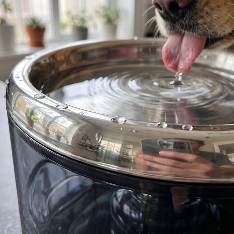 A dog drinking from the 304 stainless steel tray.