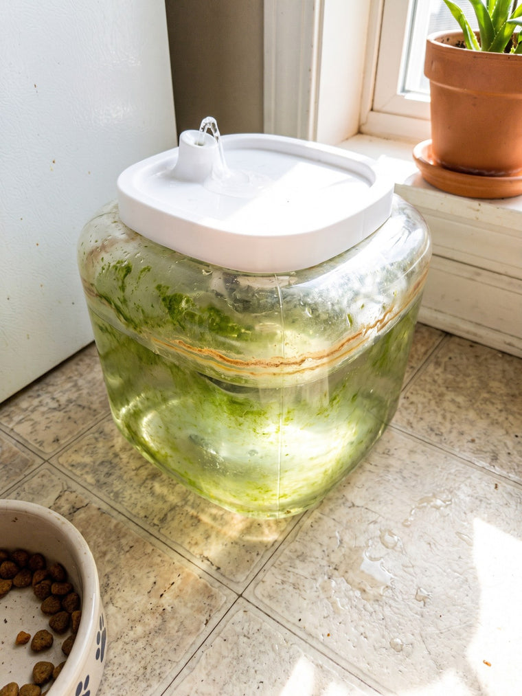 A clear plastic pet fountain with green algae on the tank walls.